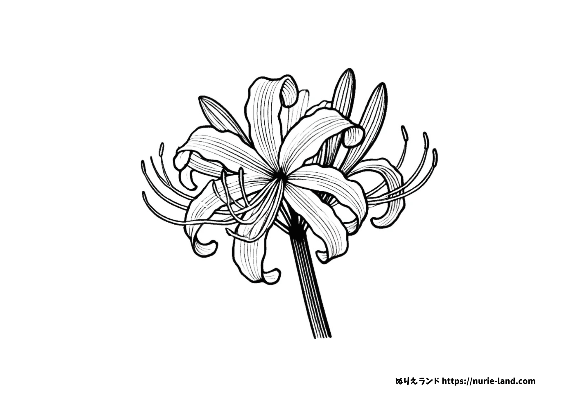 彼岸花の塗り絵 簡単な高齢者用 プリントしてダウンロードできます