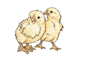 春の鶏のひよこがテーマの無料塗り絵イラスト。高齢者向けに線が太く塗りやすい見本付き素材です。ダウンロード対応。