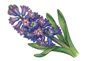 春の花・ヒヤシンスの塗り絵イラスト カラー見本（無料・印刷OK）