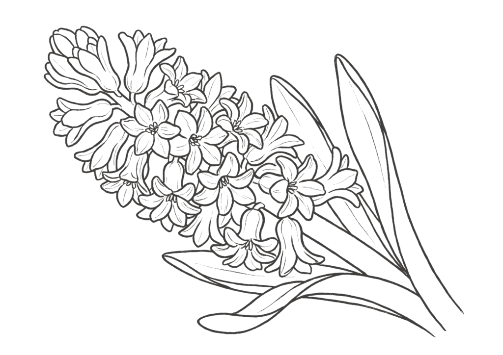 春の花・ヒヤシンスの塗り絵 白黒 無料ダウンロード 印刷用