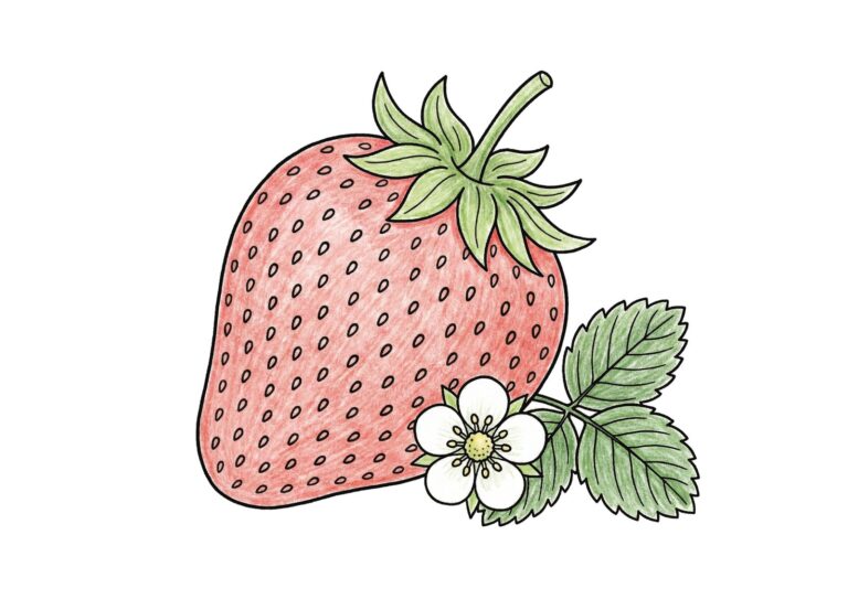 高齢者向けいちごの無料の塗り絵イラスト