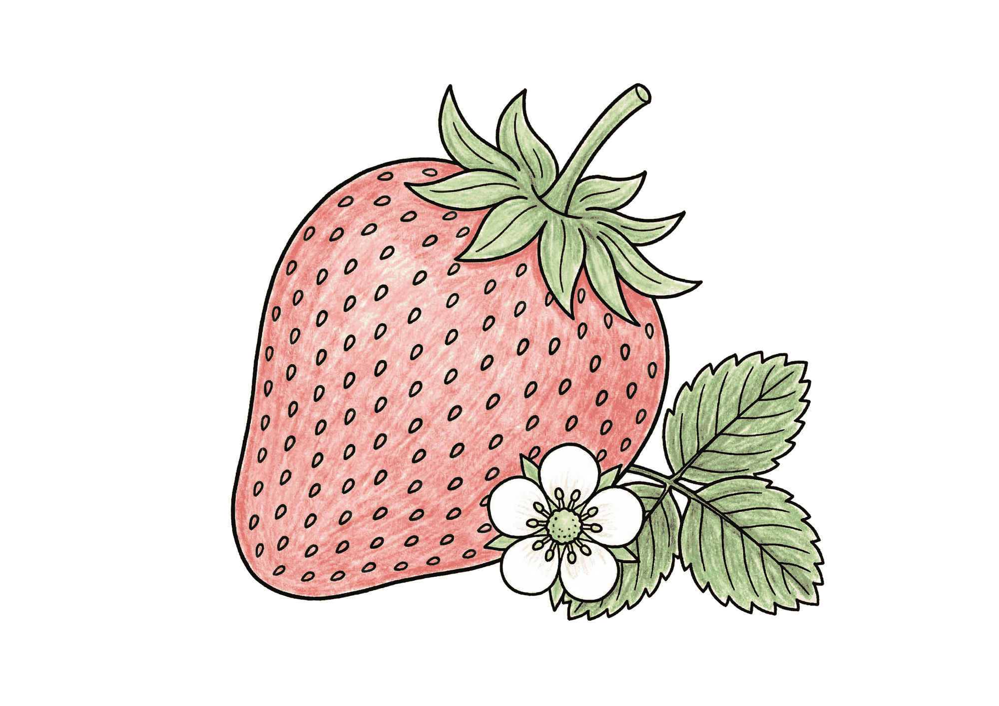 いちごの無料塗り絵イラスト素材|高齢者向けちぎり絵にも使えるフリー画像ダウンロード