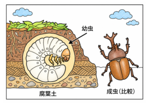 カブトムシと幼虫の塗り絵イラスト