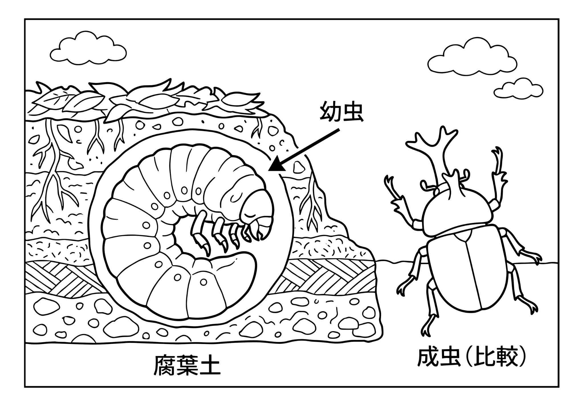 カブトムシと幼虫の塗り絵白黒、子供向け無料印刷