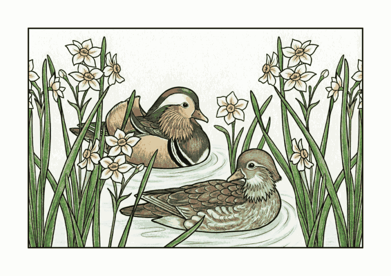水仙とカモの塗り絵イラスト