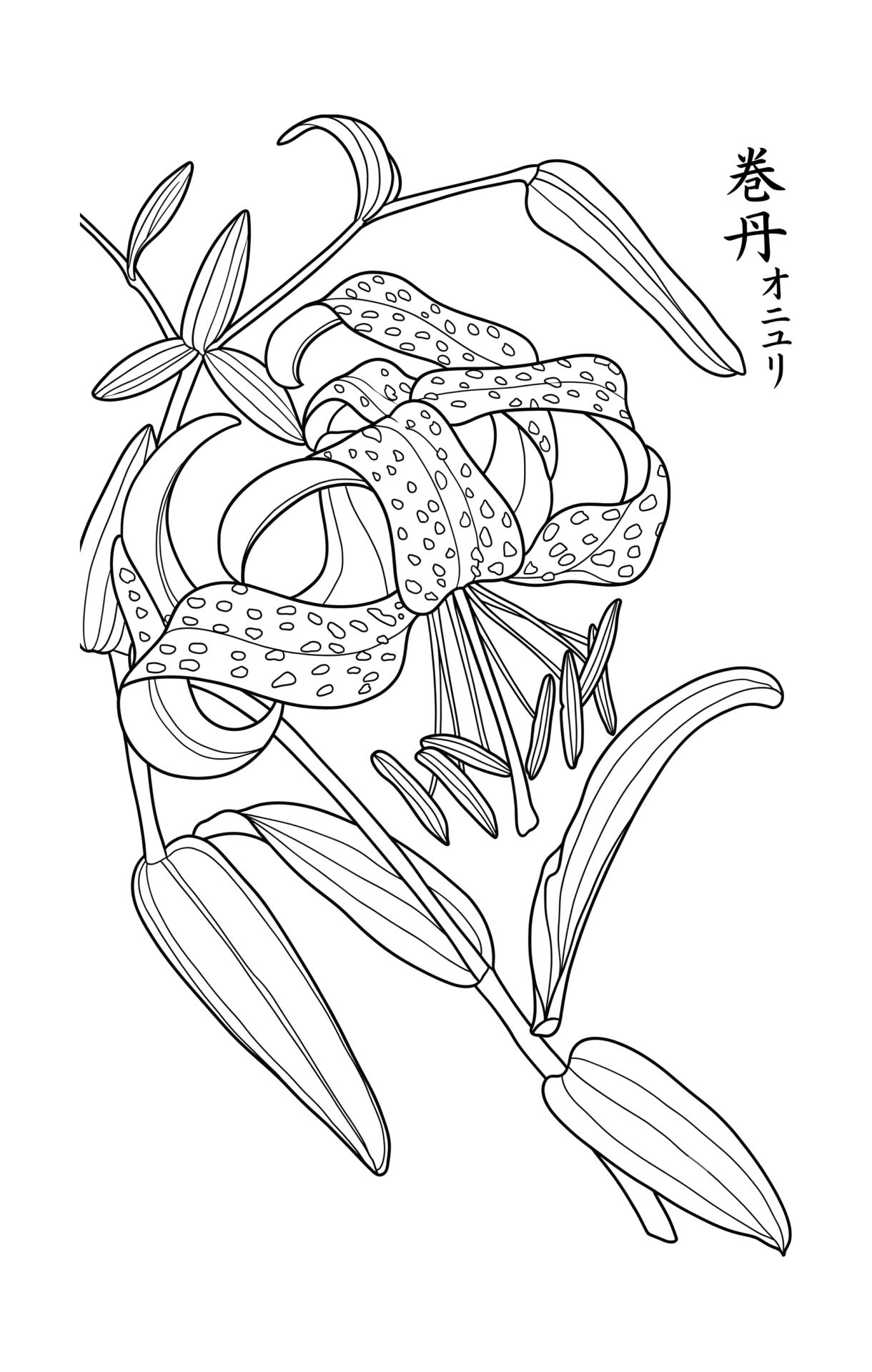 巻丹（オニユリ）の塗り絵イラスト 白黒線画 印刷用（無料）