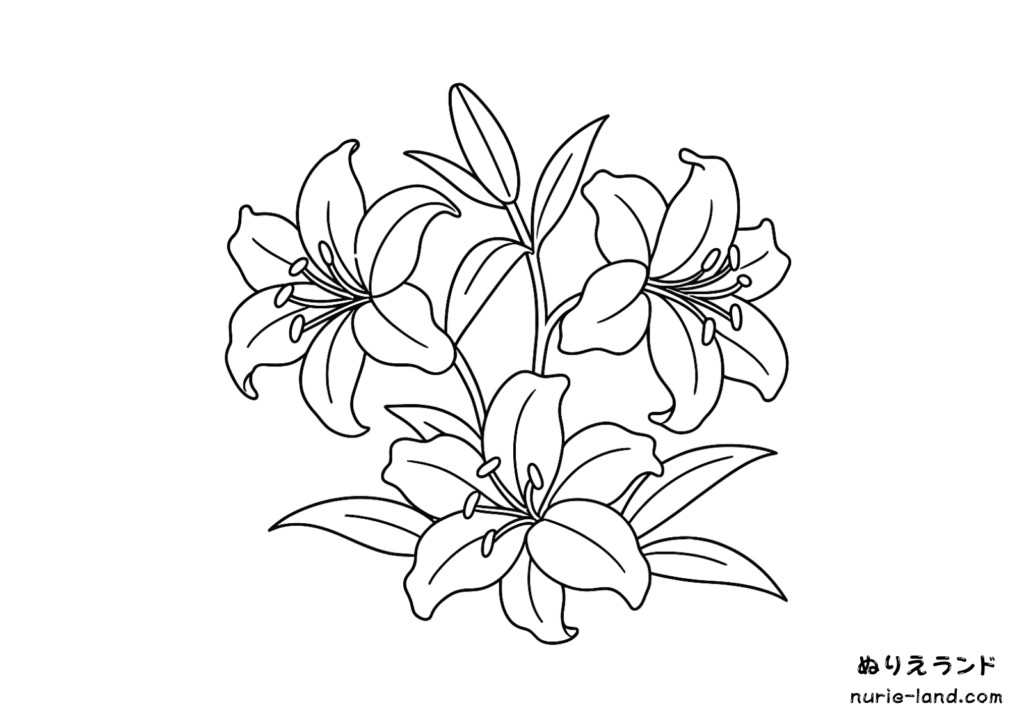 カサブランカ（ユリ）の簡単な塗り絵 塗り絵 白黒 印刷用