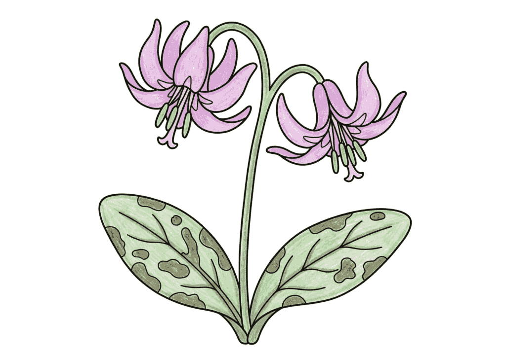 カタクリ（片栗）の塗り絵 カラー見本 春の野山に咲く淡紫色の花