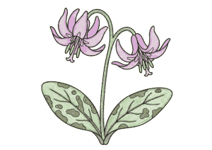 カタクリ（片栗）の塗り絵 カラー見本 春の野山に咲く淡紫色の花