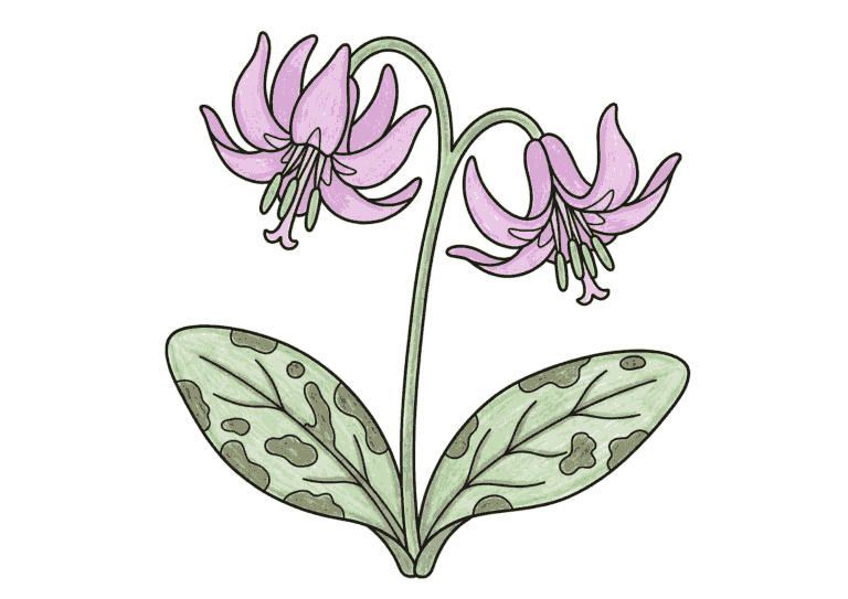 カタクリ（片栗）の塗り絵イラスト
