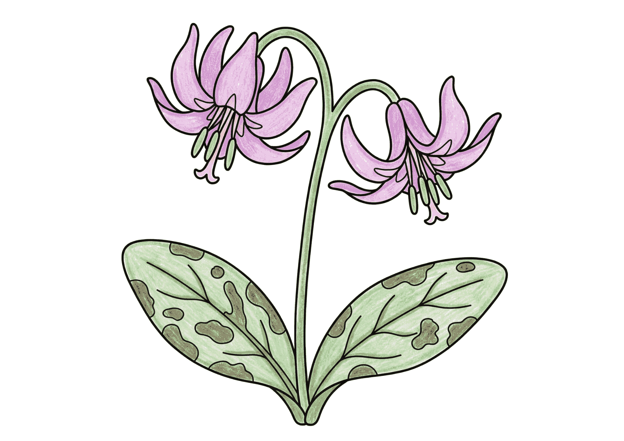 カタクリ(片栗)の塗り絵 カラー見本 春の野山に咲く淡紫色の花