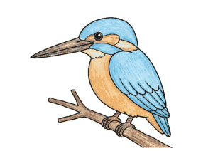 カワセミの塗り絵 カラー見本