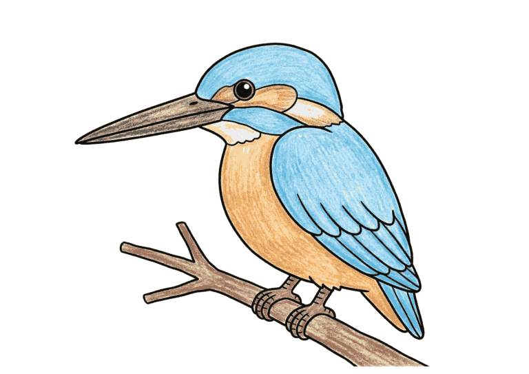 カワセミの塗り絵イラスト