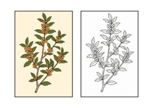 金木犀の塗り絵イラスト カラー見本（無料・印刷OK）