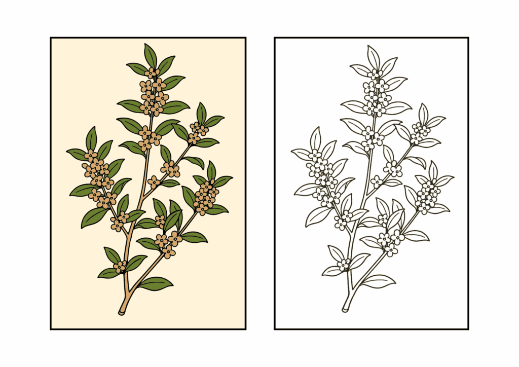 金木犀の塗り絵｜秋の花シリーズ｜高齢者・幼児向け｜太線で塗りやすい無料ダウンロード