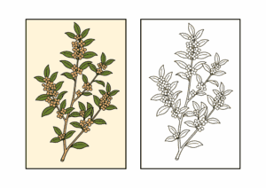 金木犀の塗り絵｜秋の花シリーズ｜高齢者・幼児向け｜太線で塗りやすい無料ダウンロード