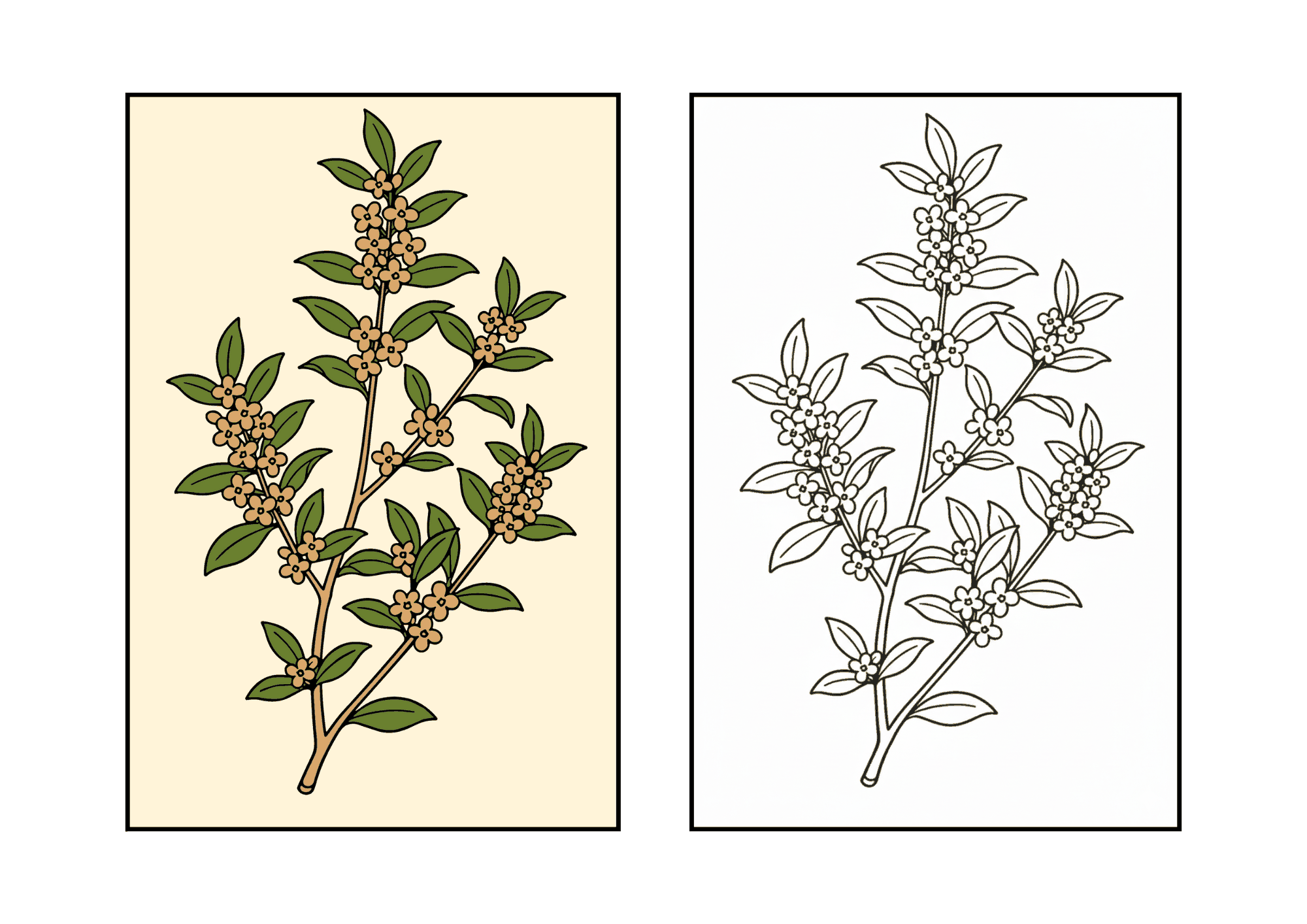 金木犀の塗り絵|秋の花シリーズ|高齢者・幼児向け|太線で塗りやすい無料ダウンロード