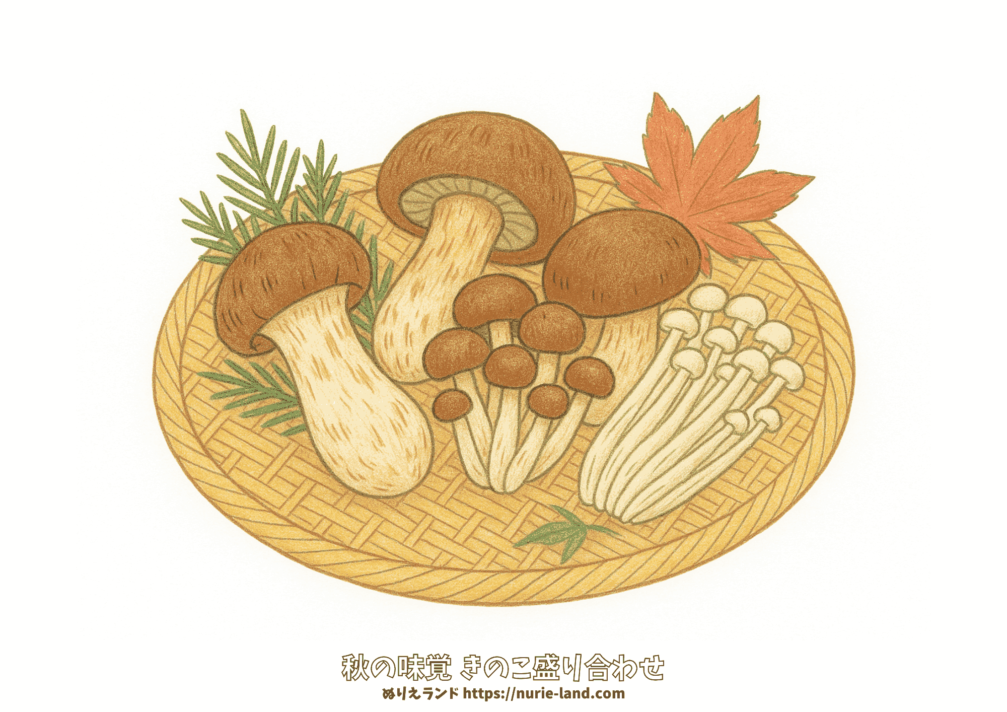 竹ざるに盛り付けた秋のきのこ盛り合わせぬりえ|松茸・しいたけ・しめじ・えのき|高齢者向け無料ダウンロード素材