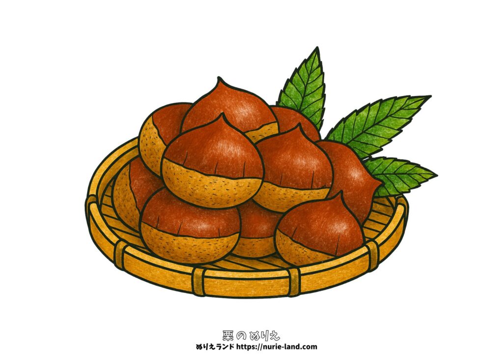 栗の塗り絵イラスト カラー見本（無料・印刷OK）