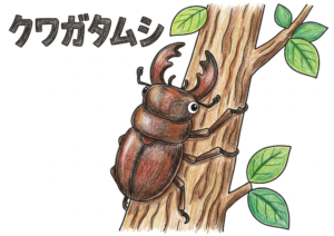 クワガタムシとクヌギの塗り絵イラスト