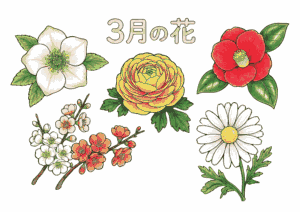 3月の花塗り絵イラスト無料ダウンロード用見本画像・フリー画像素材