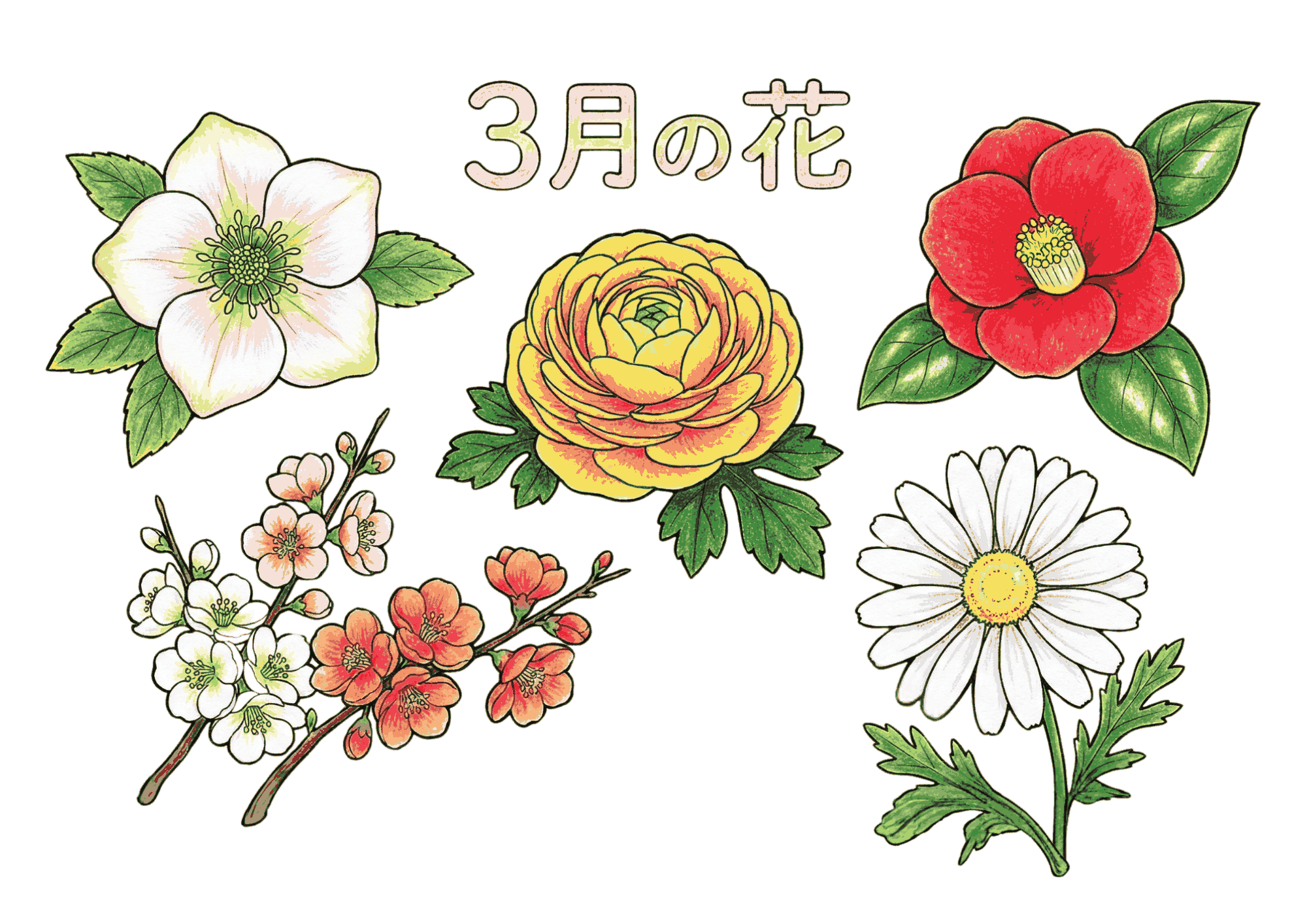 3月の花塗り絵イラスト無料ダウンロード用見本画像・フリー画像素材