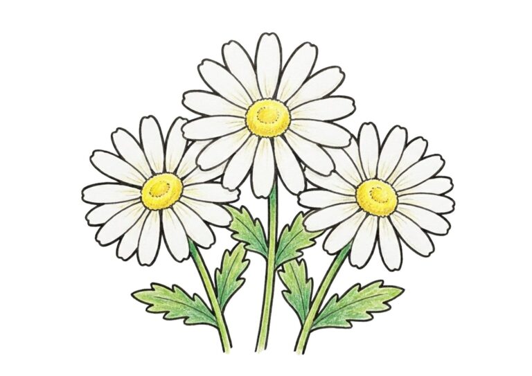 マーガレットの無料の塗り絵イラスト