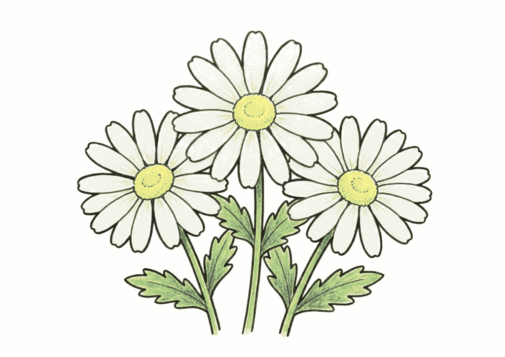 マーガレットの花の塗り絵イラスト無料ダウンロード用フリー画像素材