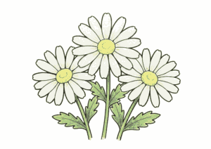 マーガレットの花の塗り絵イラスト無料ダウンロード用フリー画像素材
