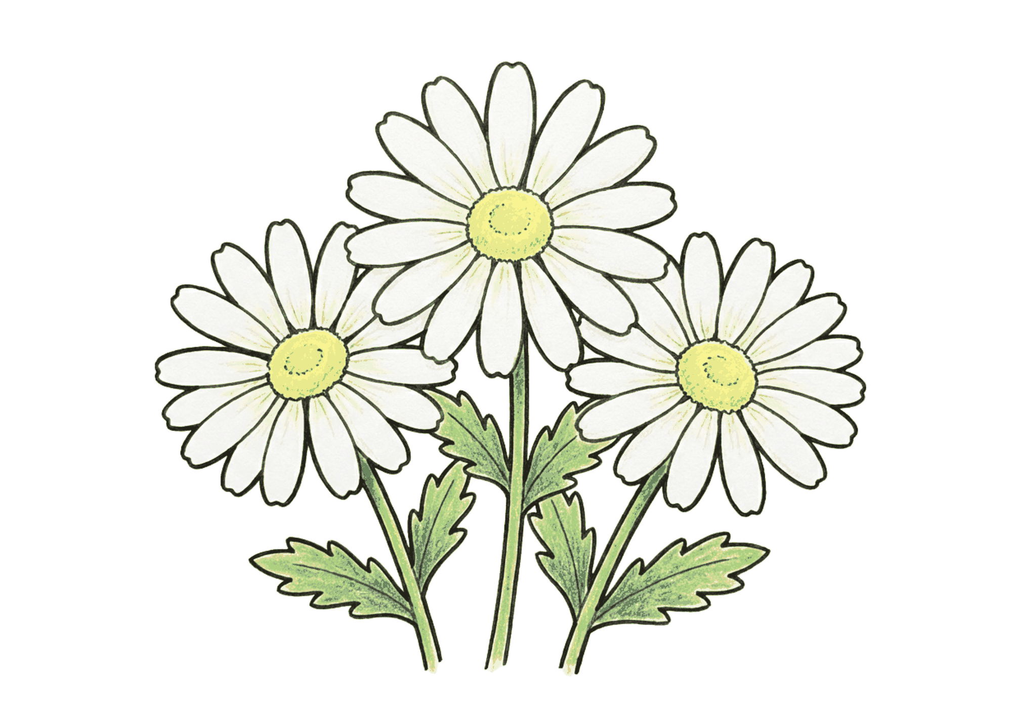 マーガレットの花の塗り絵イラスト無料ダウンロード用フリー画像素材
