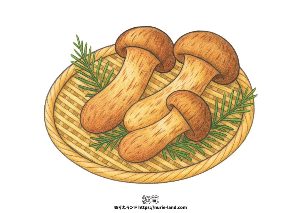松茸の塗り絵イラスト カラー見本（無料・印刷OK）
