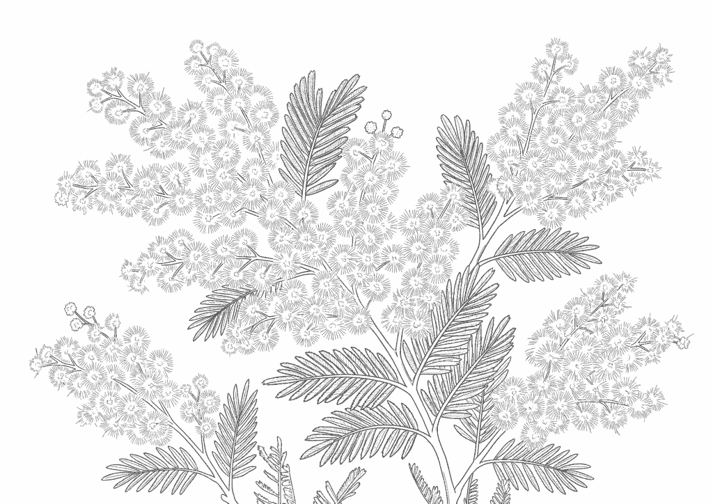 ミモザの塗り絵イラスト 白黒|無料ダウンロード・印刷・壁面飾り
