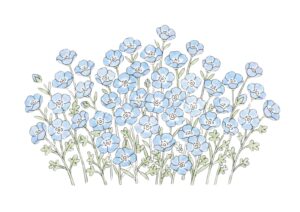 ネモフィラの花の塗り絵イラスト カラー見本（無料・印刷OK）