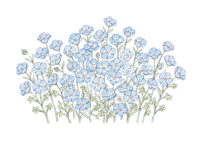 ネモフィラの花の塗り絵イラスト