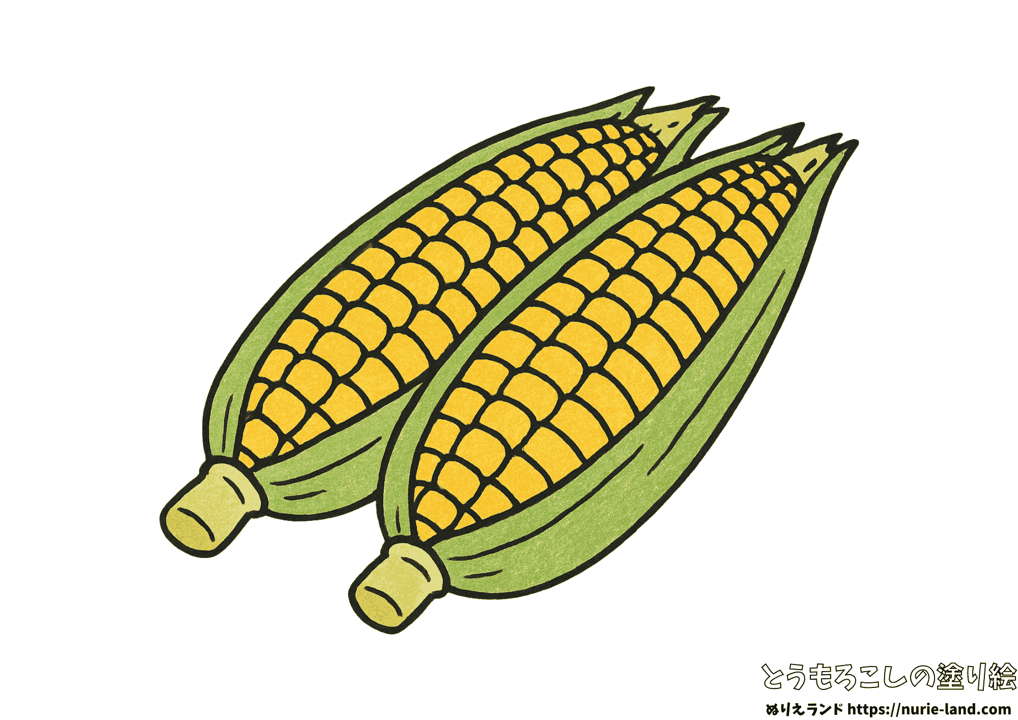 とうもろこし 塗り絵|夏野菜を簡単に塗ろう|7月・8月の高齢者向け見本付きぬりえ