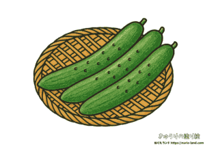 きゅうり 塗り絵｜夏野菜3本をザルにのせて｜7月・8月の高齢者向け見本付きぬりえ