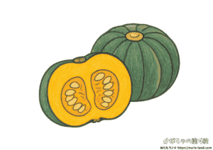 かぼちゃの塗り絵｜夏野菜の断面も塗れる｜高齢者向け見本付き無料ダウンロード