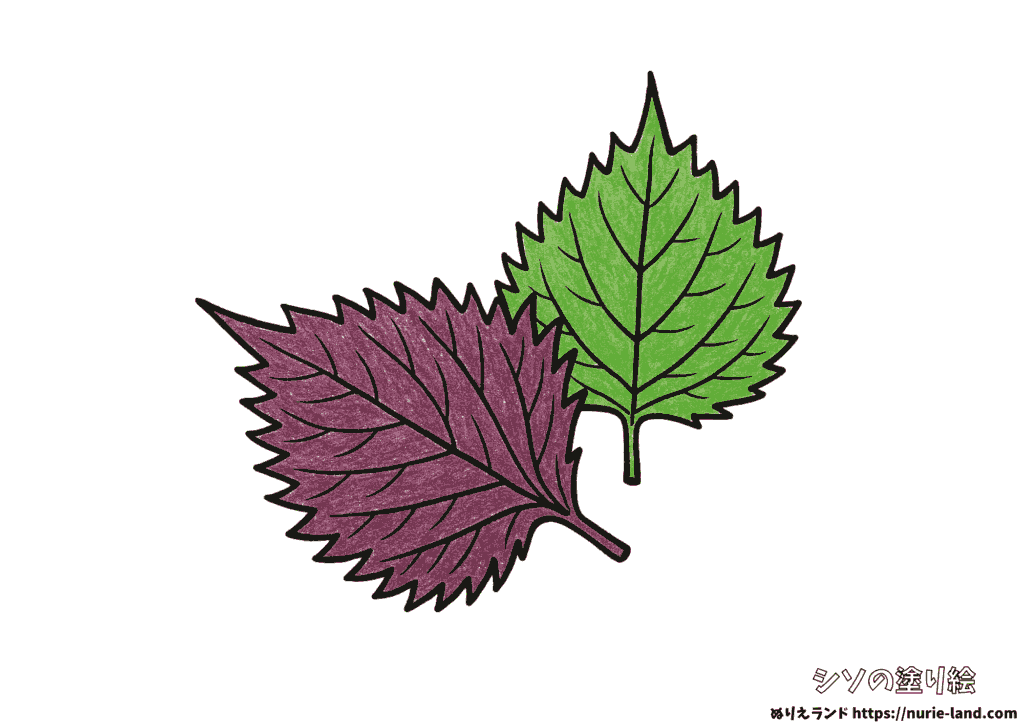 赤紫蘇と青紫蘇の塗り絵｜葉の形を丁寧に彩ろう｜高齢者向け見本付き無料ダウンロード
