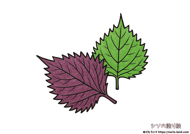 赤紫蘇と青紫蘇の塗り絵イラスト