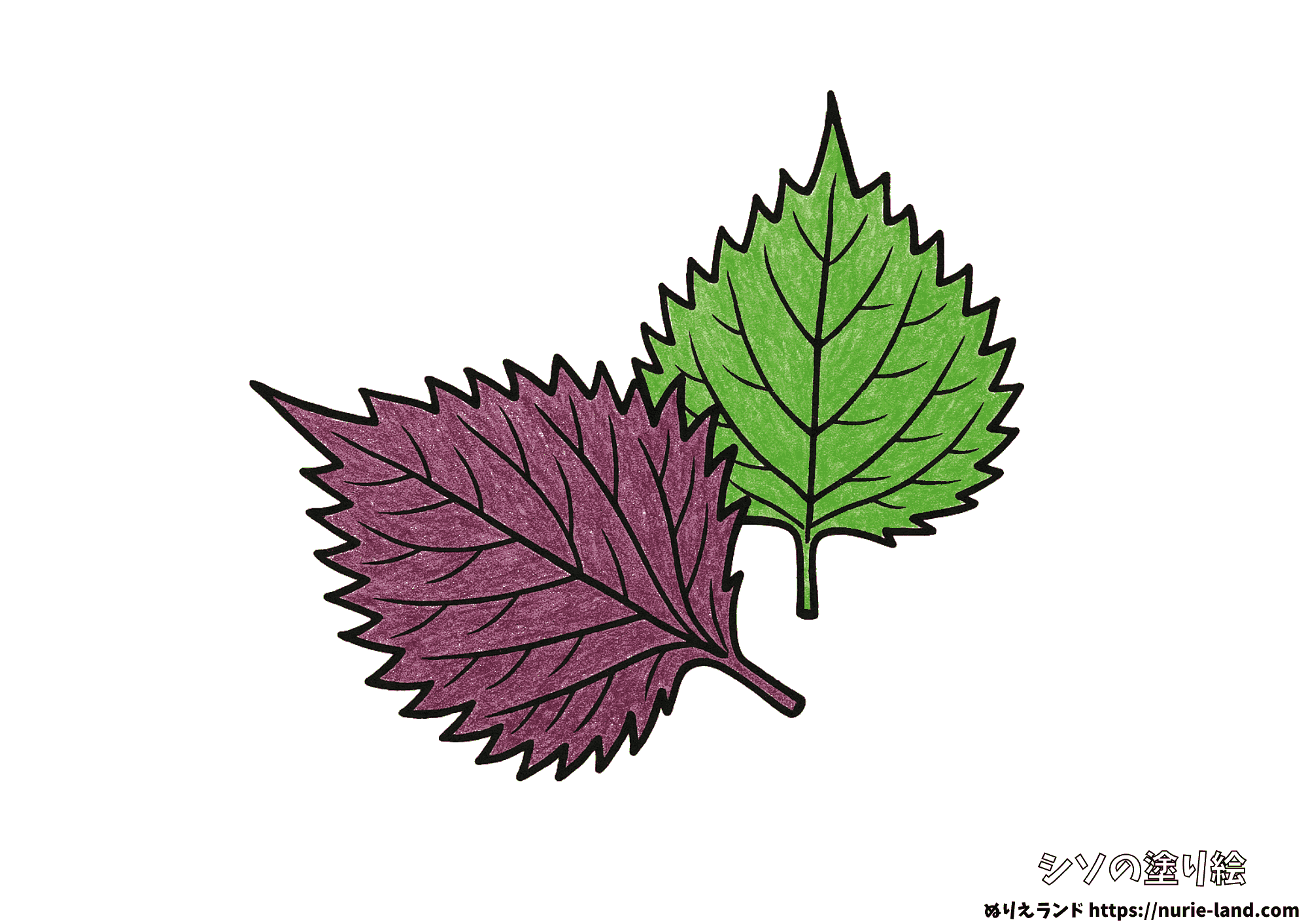 赤紫蘇と青紫蘇の塗り絵|葉の形を丁寧に彩ろう|高齢者向け見本付き無料ダウンロード