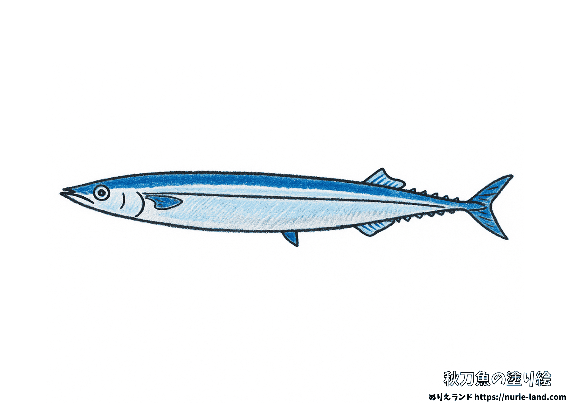 秋刀魚の塗り絵｜秋の味覚を丁寧に塗ろう｜高齢者向け見本付き無料ダウンロード