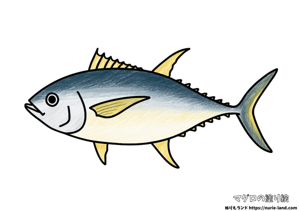 マグロの塗り絵イラスト カラー見本（無料・印刷OK）