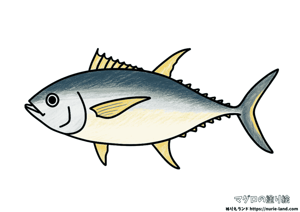 マグロの塗り絵｜リアルな見本付きで楽しく彩ろう｜高齢者向け無料ダウンロード
