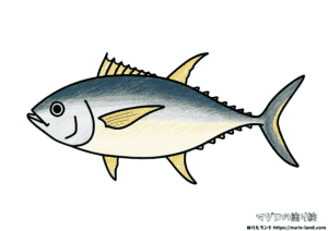 マグロの塗り絵｜リアルな見本付きで楽しく彩ろう｜高齢者向け無料ダウンロード