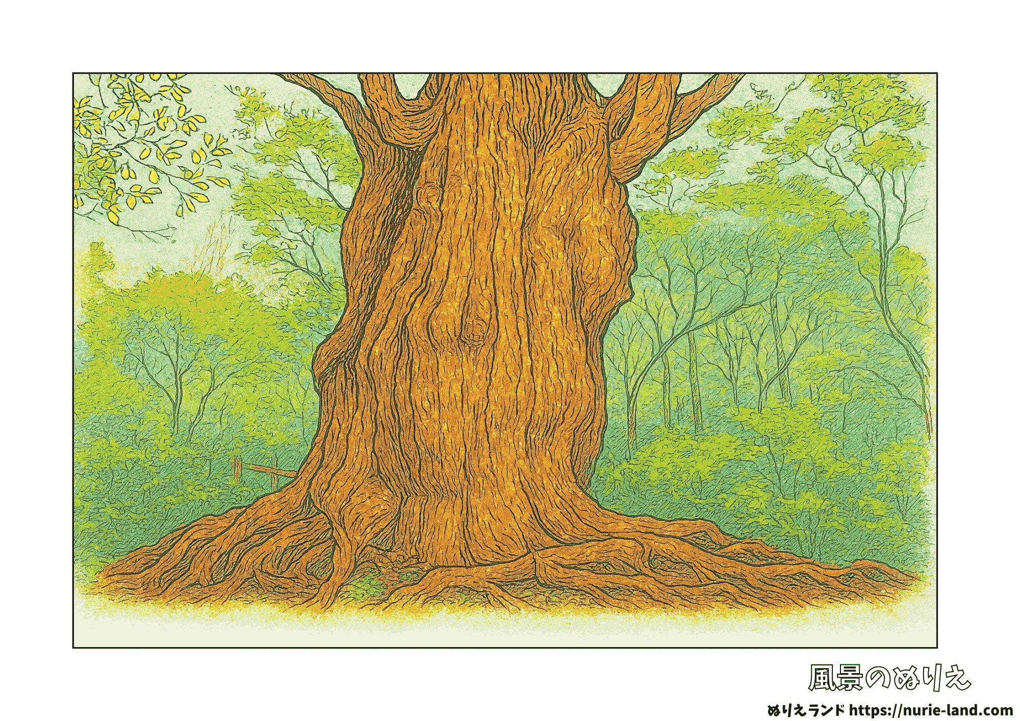 屋久杉の塗り絵|夏の森で神秘の巨木を彩る|高齢者向け無料ダウンロード