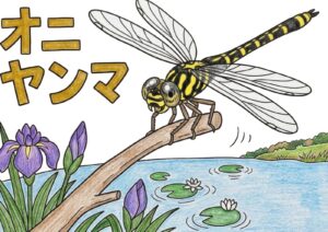 オニヤンマの塗り絵イラスト カラー見本（無料・印刷OK）