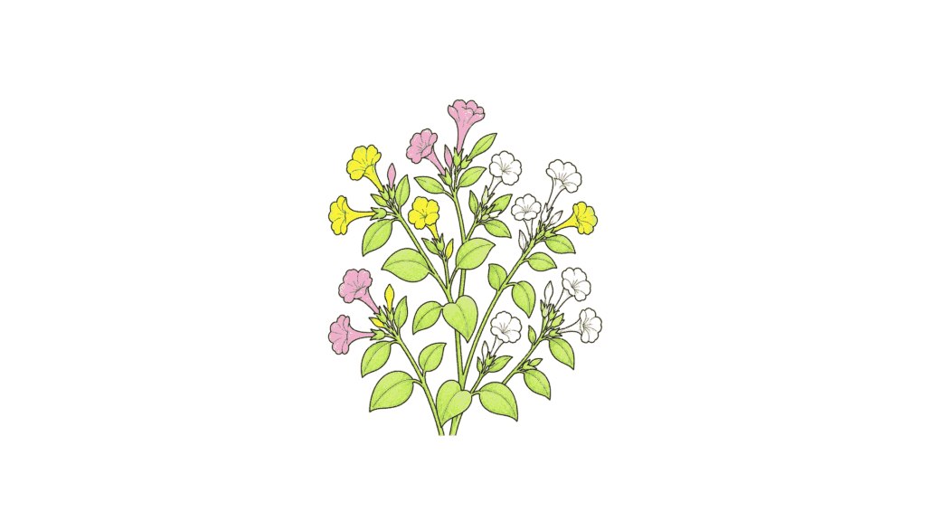 オシロイバナの塗り絵 アイキャッチ