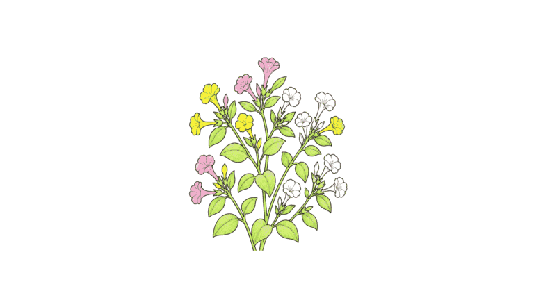 オシロイバナの塗り絵