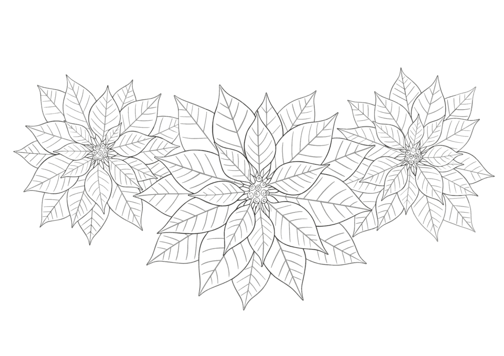 12月の花ポインセチアぬりえの塗り絵 白黒 無料ダウンロード 印刷用