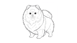 ポメラニアンの塗り絵イラスト 塗り絵 白黒 印刷用